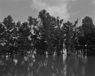 Mississippi River and Trees