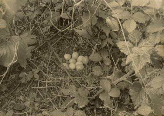 [Birds Nest]
