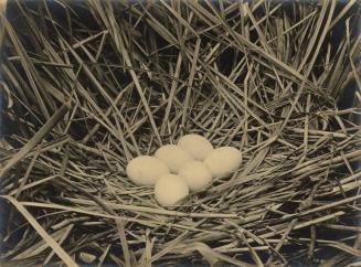 [Birds Nest, Six Eggs]