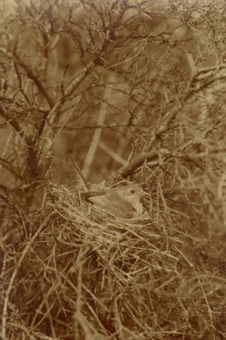[Bird in Nest]