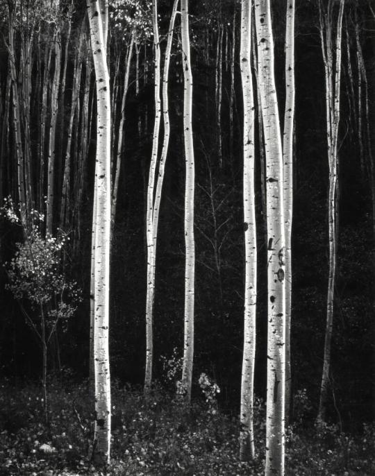 Aspen Trees, Autumn, New Mexico