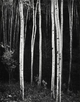 Aspen Trees, Autumn, New Mexico