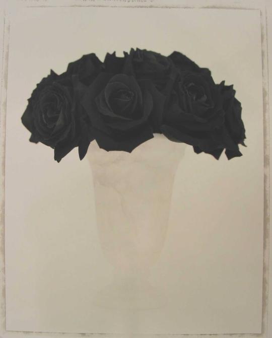 Rosa, Black Beauty II