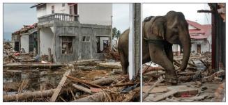 Elephant in Rubble after 2004 Indian Ocean Tsunami, Banda Aceh, Indonesia