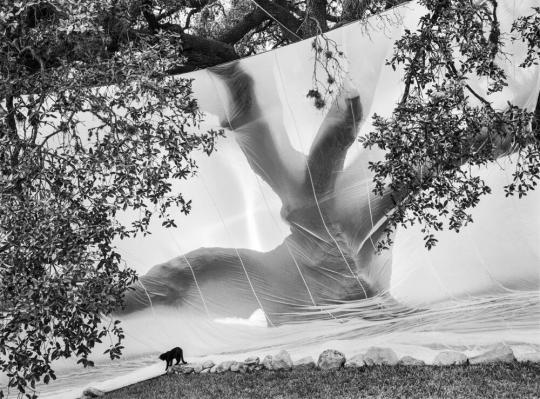 Texas Live Oak with Cat, Rio Frio, Texas, USA