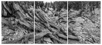 Bristlecone PineTriptych, Schulman Grove, Inyo National Forest, California, USA