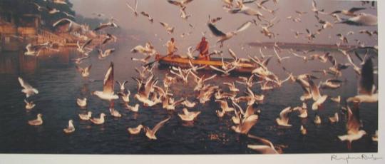 Feeding the Seagulls, Jamuna, Delhi