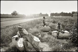 South Carolina (Cotton field workers)