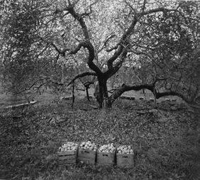 Old Rhode Island Greening Apple Tree, Milton