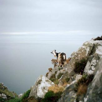 The Lynton Goat, Devon, UK