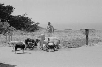 Fort Funston, San Francisco, CA