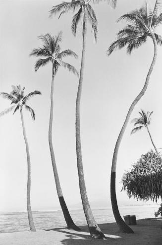 from the portfolio Waikiki
