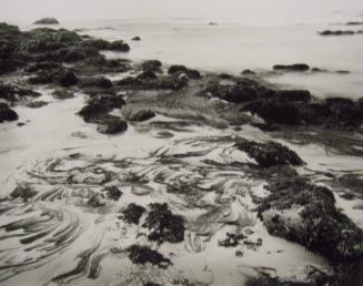 Kelp, Rocks, and Surf