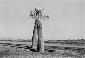 Desert