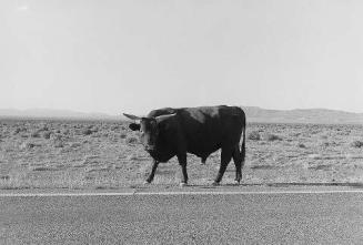 Nevada