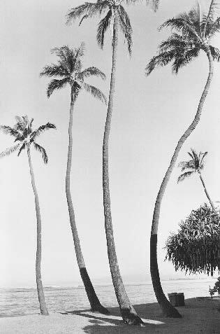 Waikiki No. 1