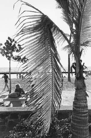 Waikiki No. 19