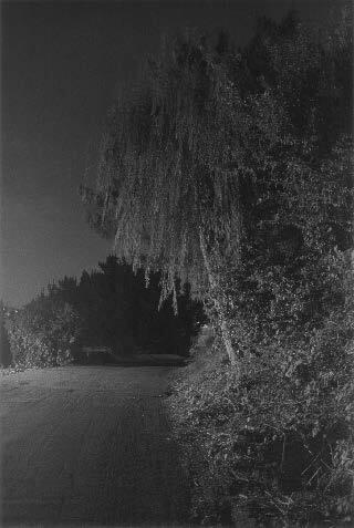 Night Walk No. 54