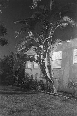 Night Walk No. 52