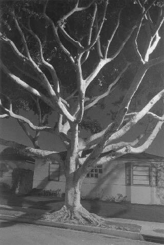 Night Walk No. 55