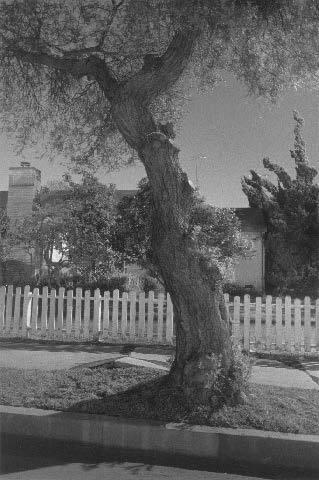 Night Walk No. 8