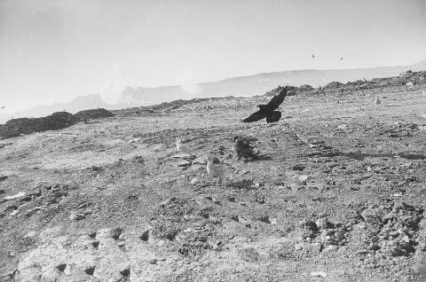 Continental Divide No. 18