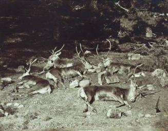 Group of Stags