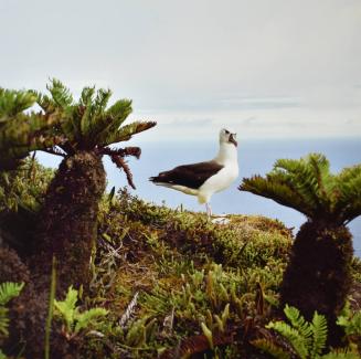 The Albatross, Tristan da Cunha