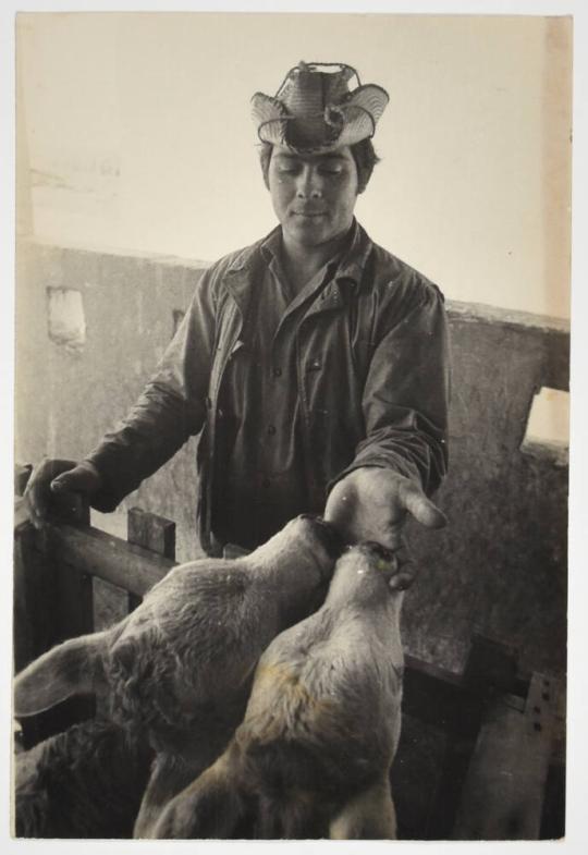 from the series Pinos nuevos