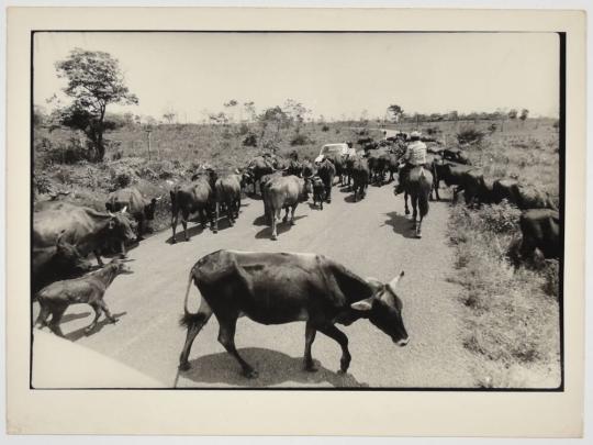 [Cowboy with Cows on Road]