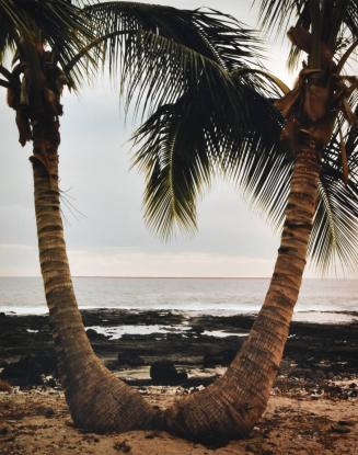 Coconut Palm Horizon, Kona Coast, Hawaii