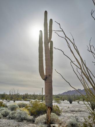 Saguaro sun through clouds behind arm ocotillo