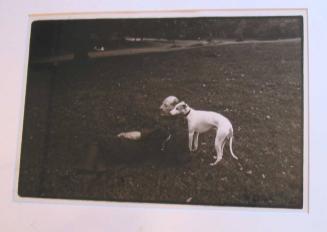 Man with Whippets, Central Park, New York City