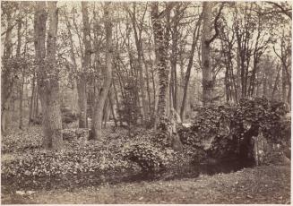[Bois de Boulogne, Paris]