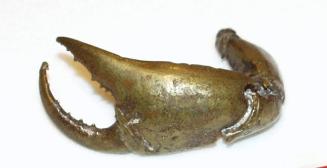 Crab Claw Gold Weight