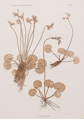 Soldanella montana Willd