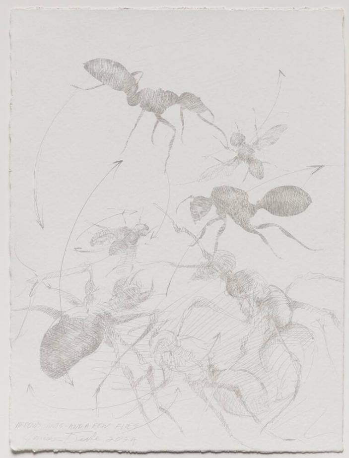 Arrows-Ants-And a Few Flies