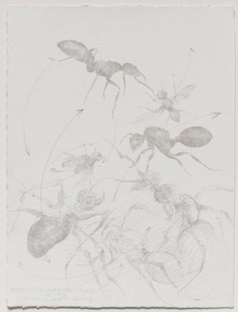 Arrows-Ants-And a Few Flies