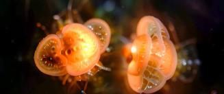 Each Branch of Coral Holds Up the Light of the Moon
