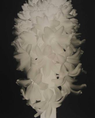 Hyacinth #2