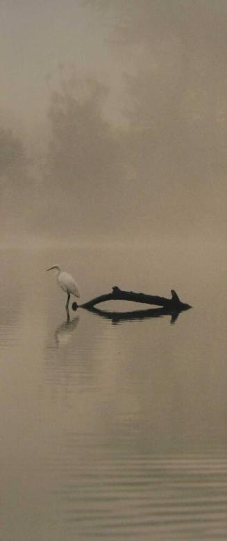 Great Egret