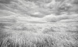 Wheatfield, Near Kansas/Nebraska Border