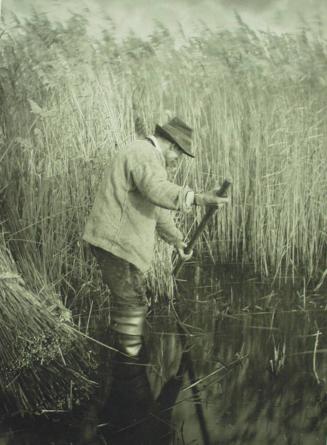 A Reed-Cutter at Work