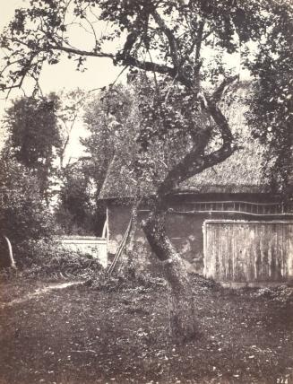 Apple Tree with Barn