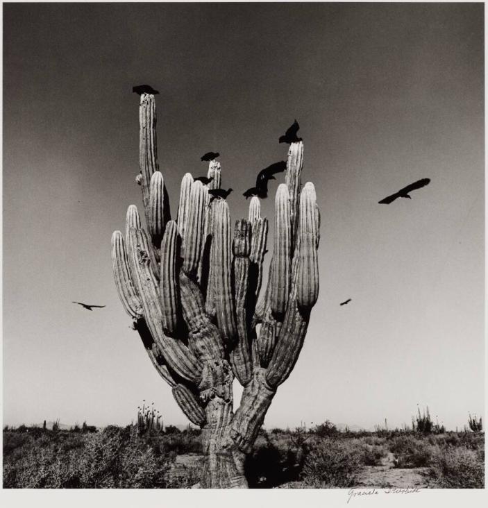 Sahuaro, Desierto de Sonora