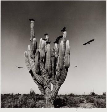 Sahuaro, Desierto de Sonora