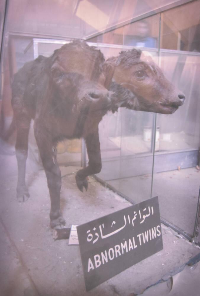 Two-headed calf, Baghdad Museum of Natural History, University of Baghdad