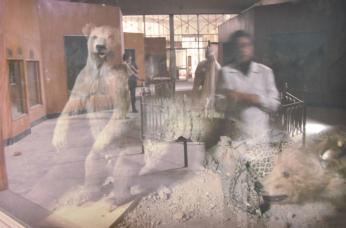 Museum of Natural History, University of Baghdad