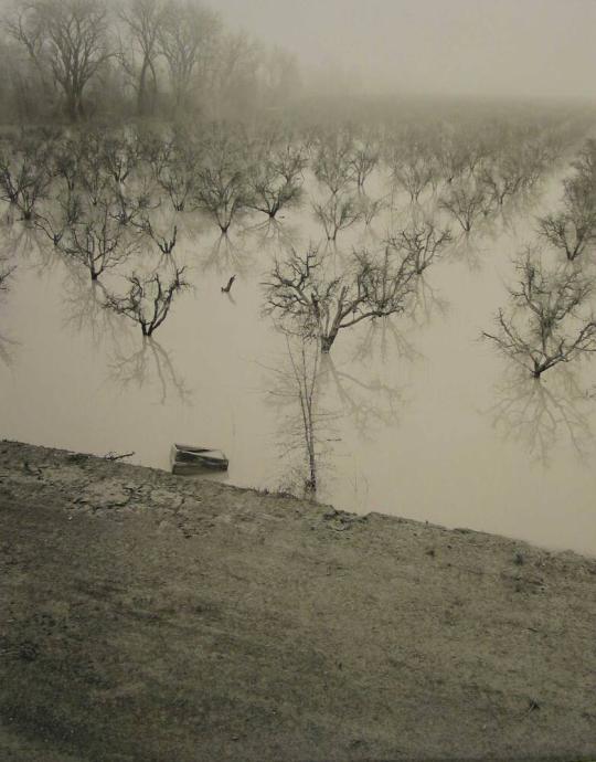 Butte City Prune Orchard