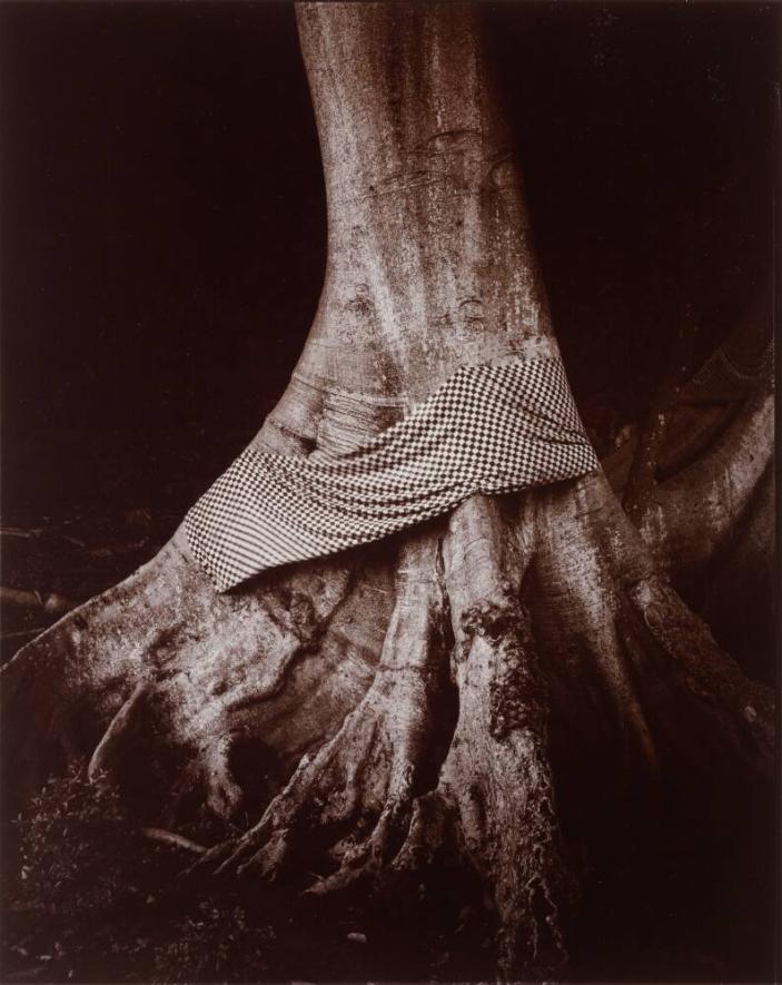 Tree Decorated with Ceremonial Cloth, Bali, Indonesia